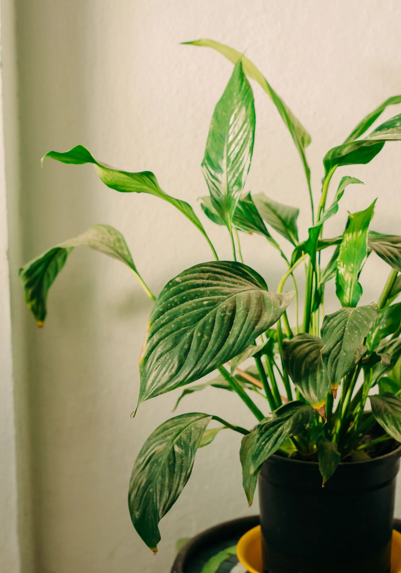 peace lily