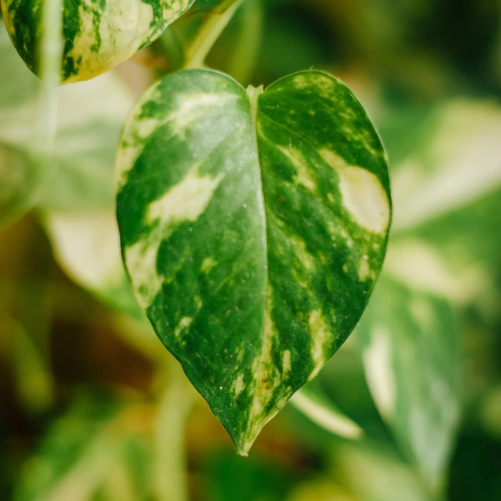 marble queen pothos