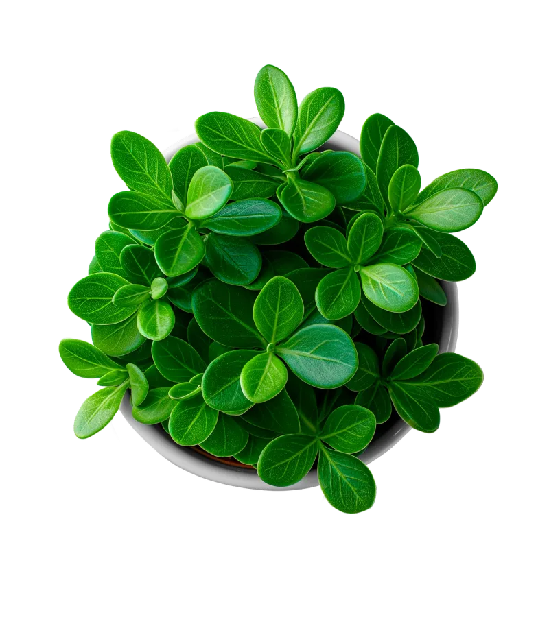 A leafy plant seen from above