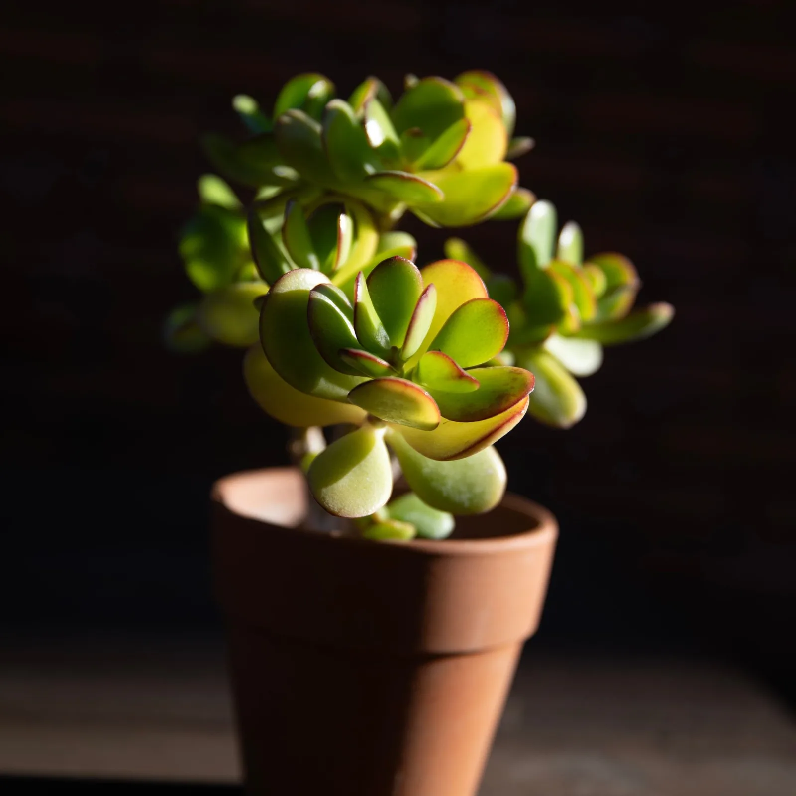 jade plant