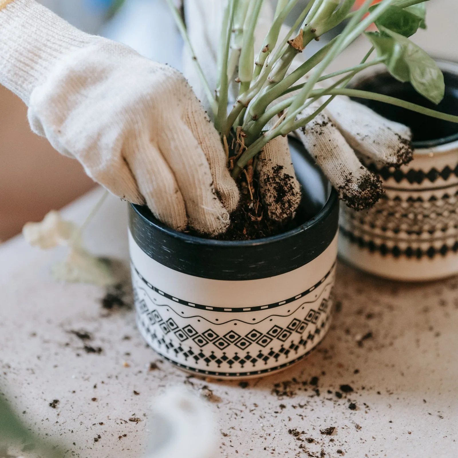 Succulent care 101: keeping easy plants thriving at home