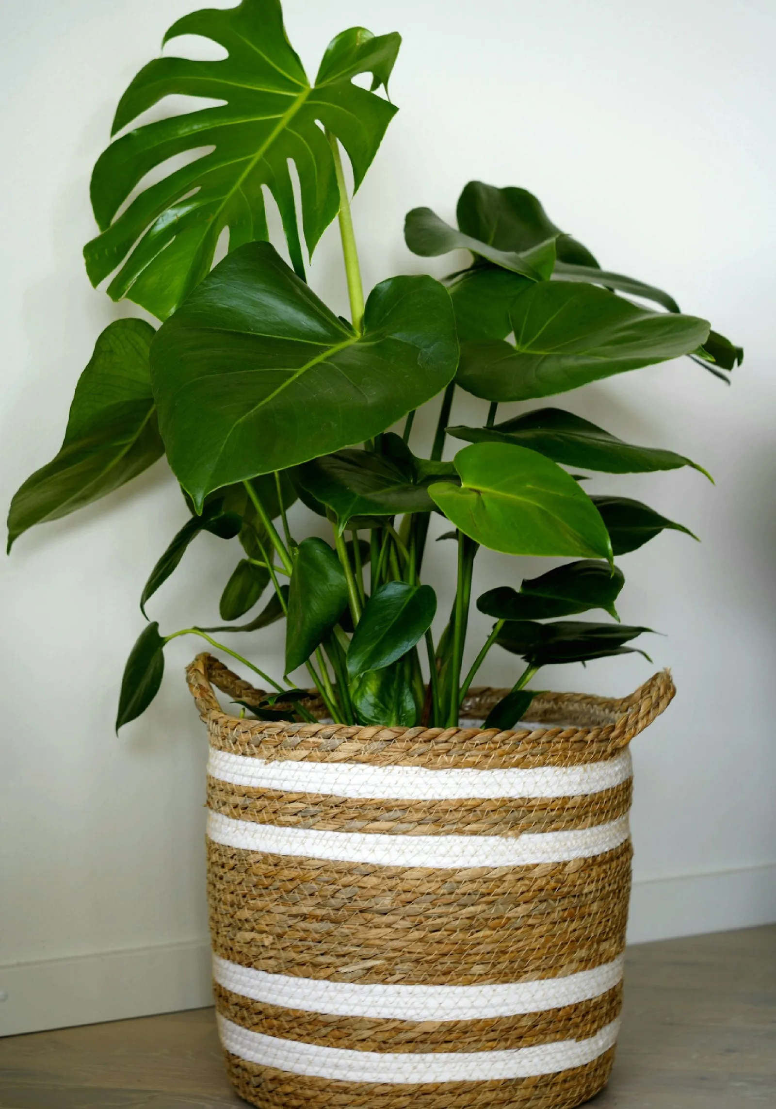 monstera deliciosa