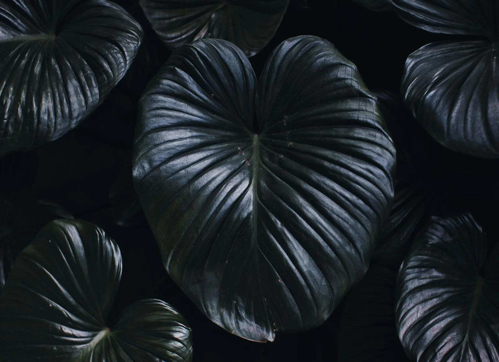 All season plants