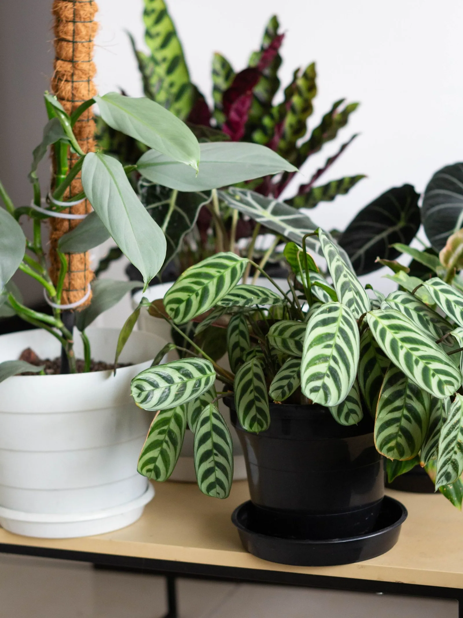 The calathea edit