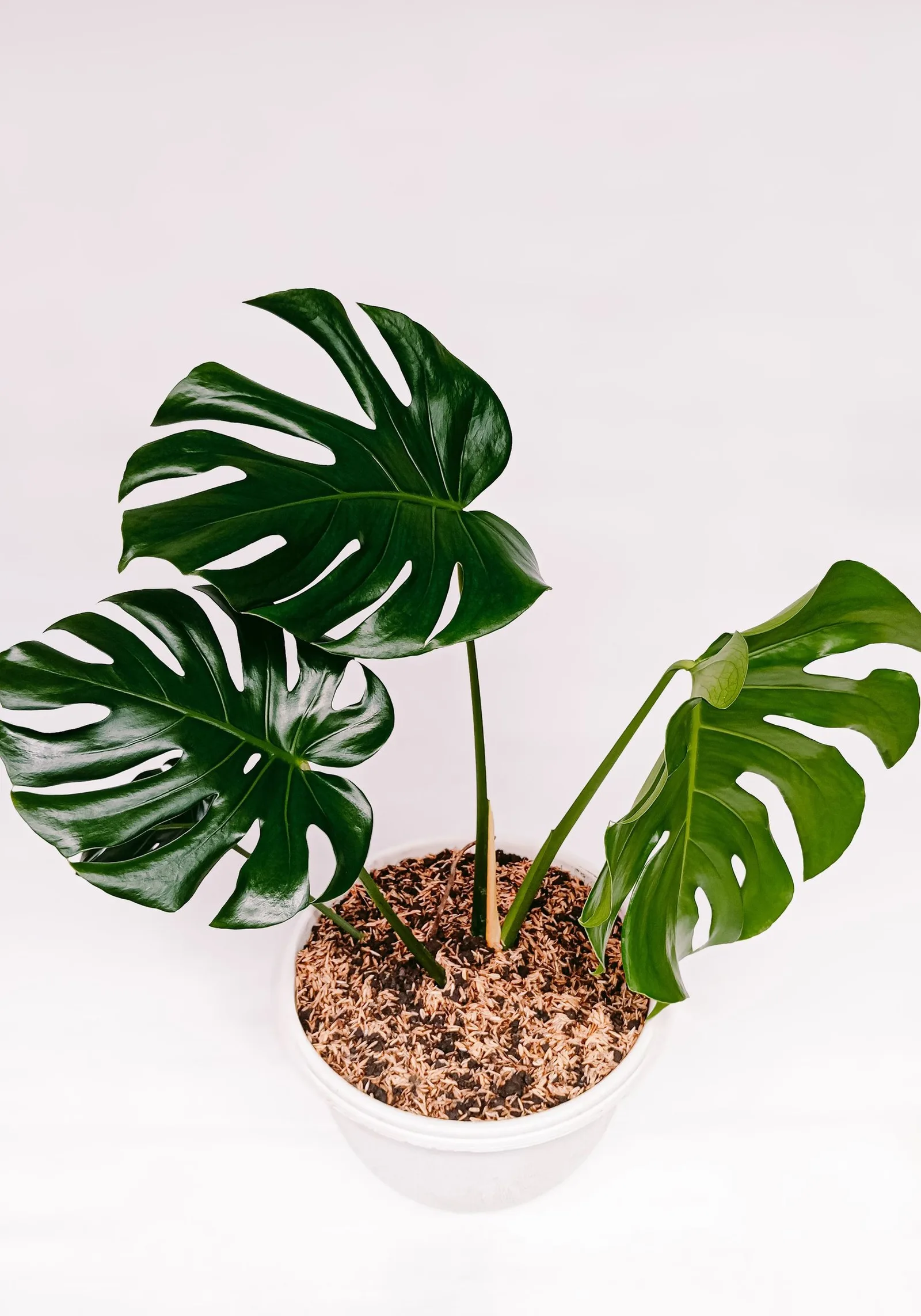 monstera deliciosa
