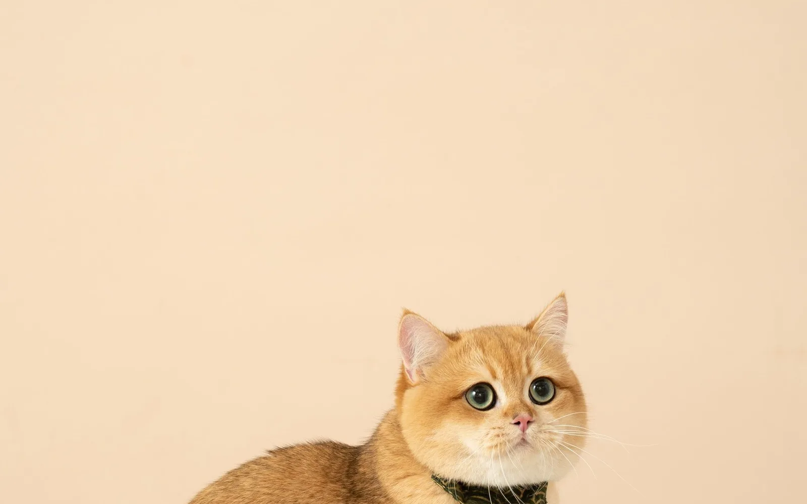 Curious cats