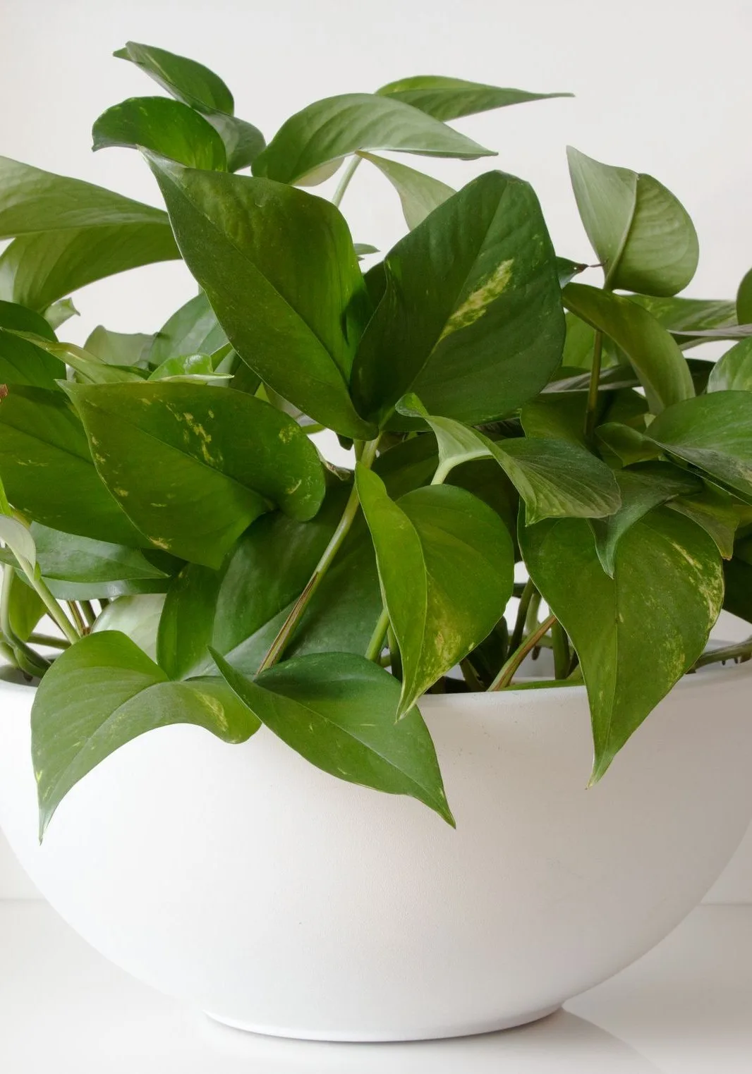 golden pothos