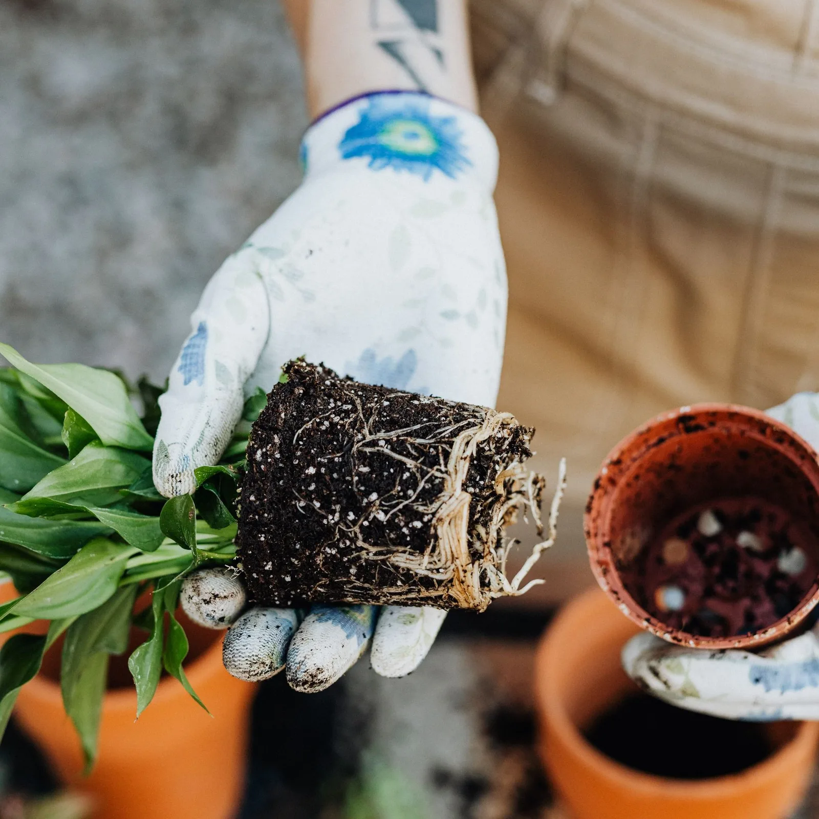 Your own potting mix: a simple recipe for happy plants