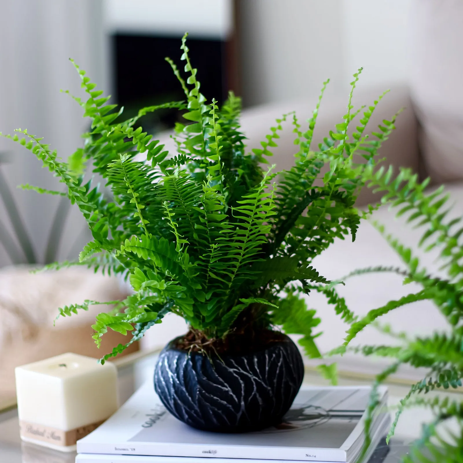 boston fern