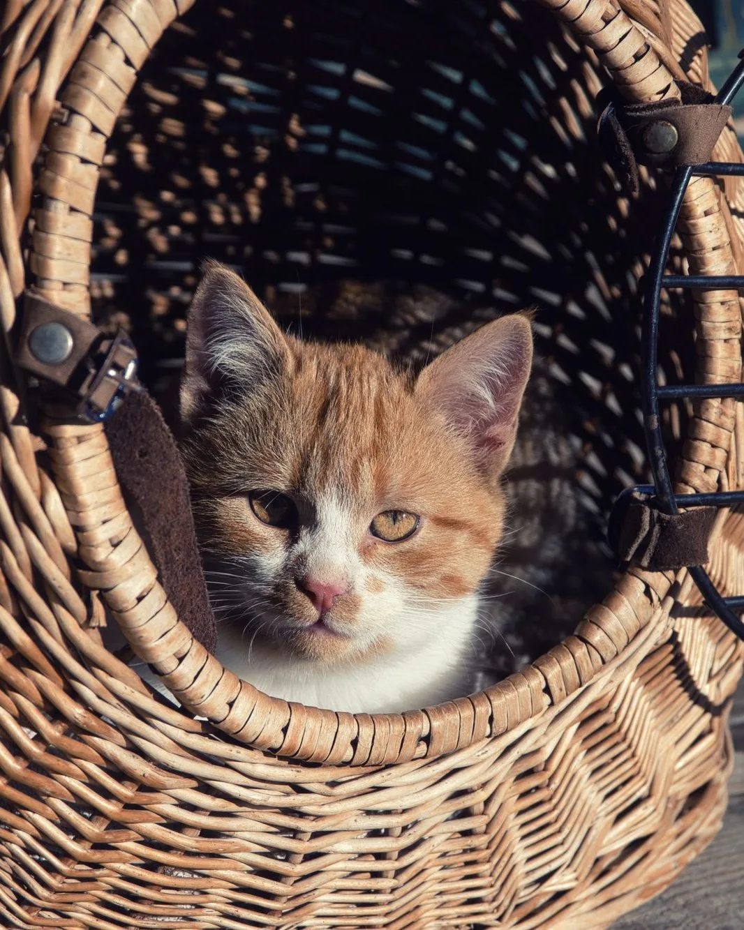 Kitten in a wicker basket