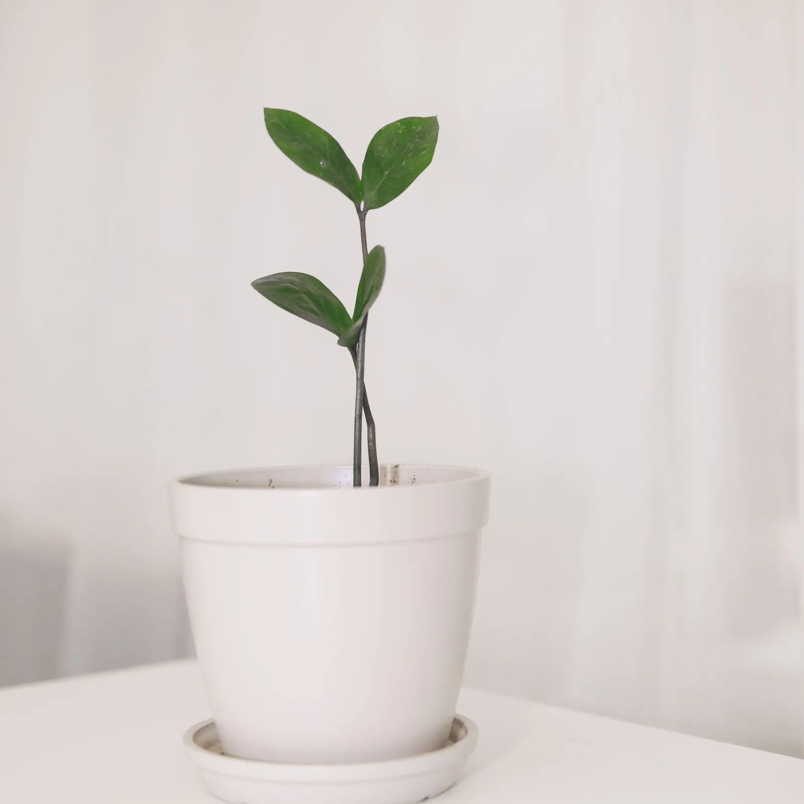 coffee plant