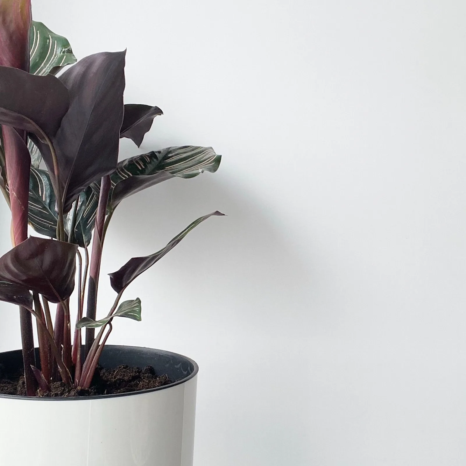 rattlesnake calathea
