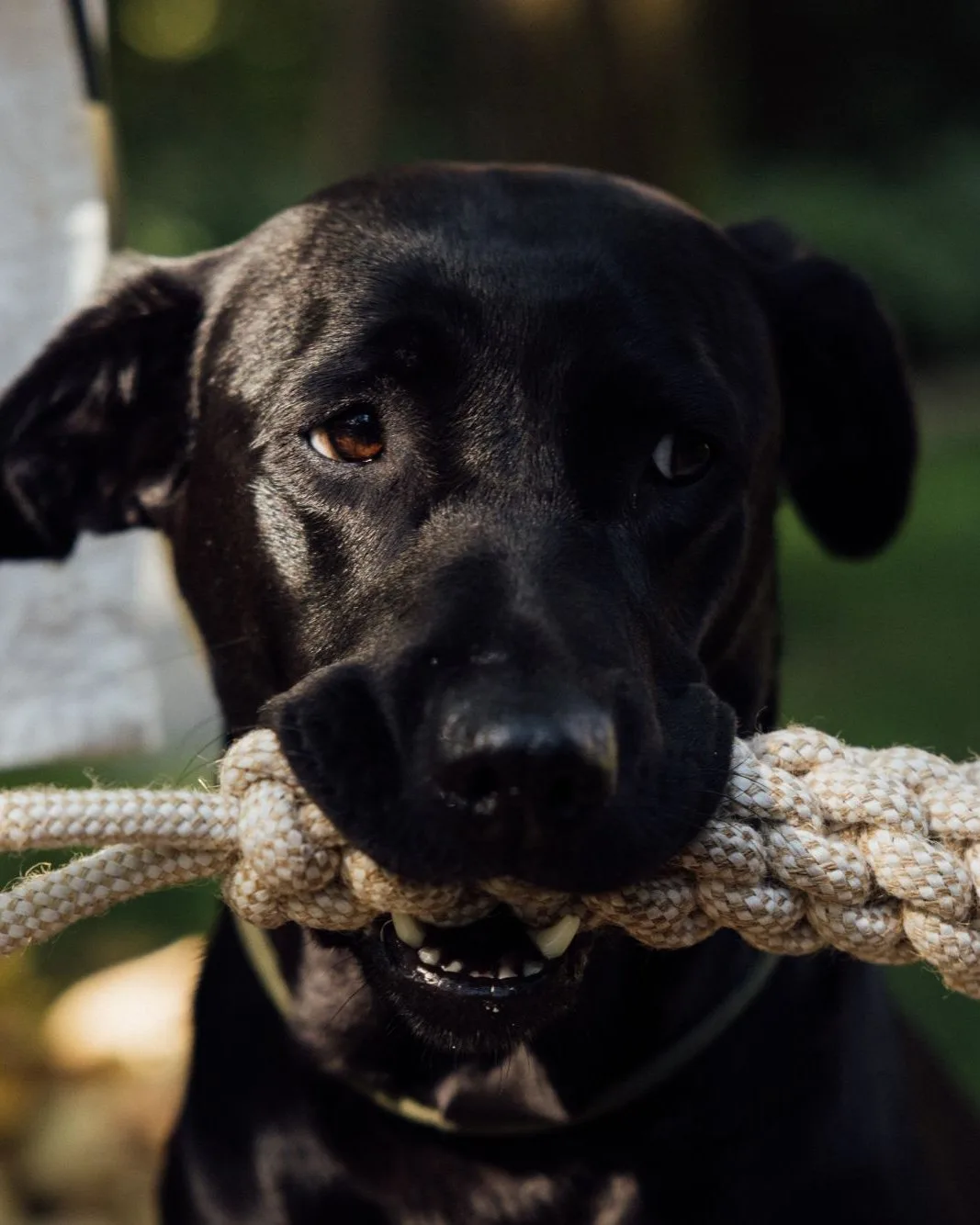 Dog with a cotton rope toy