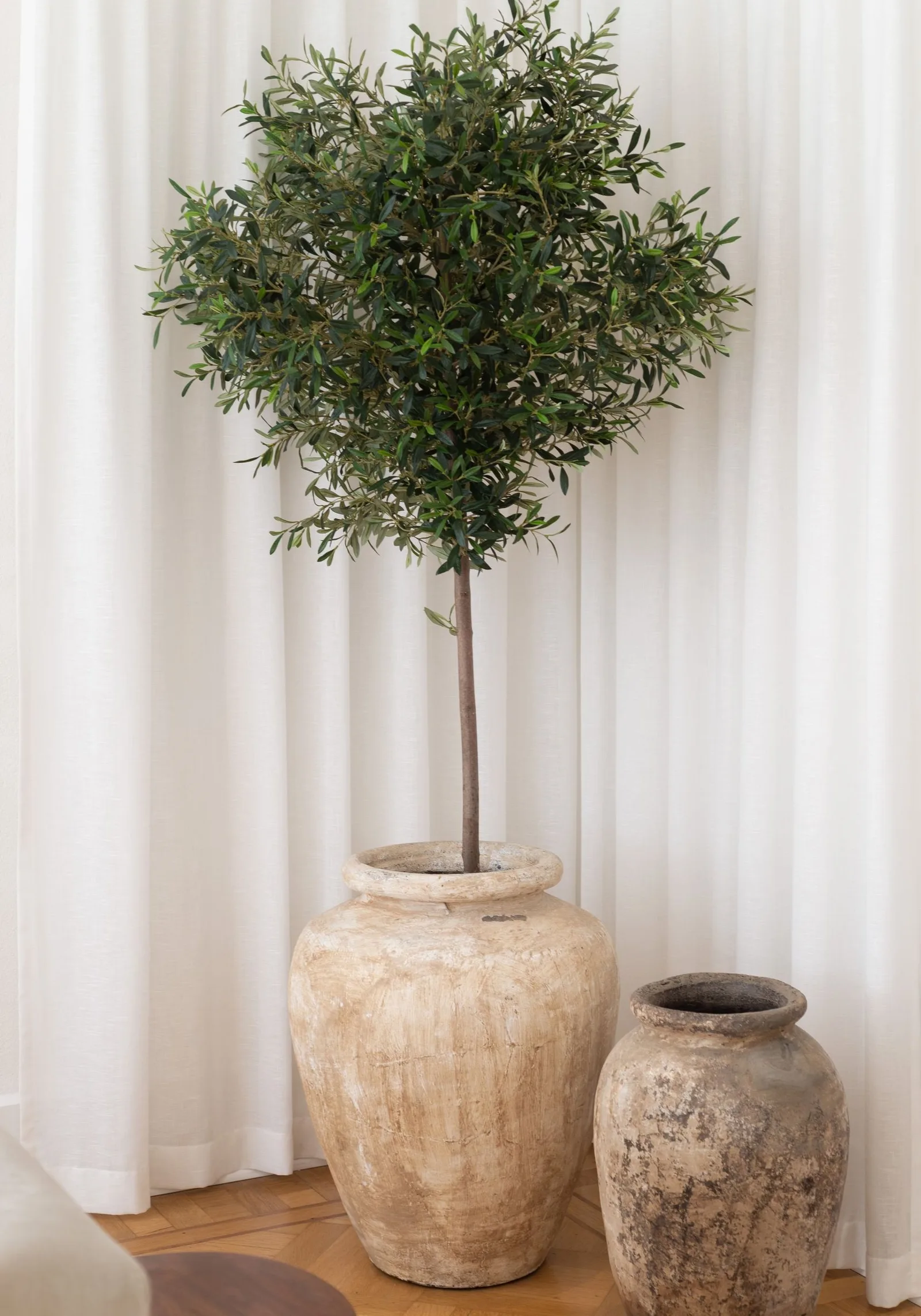 olive tree