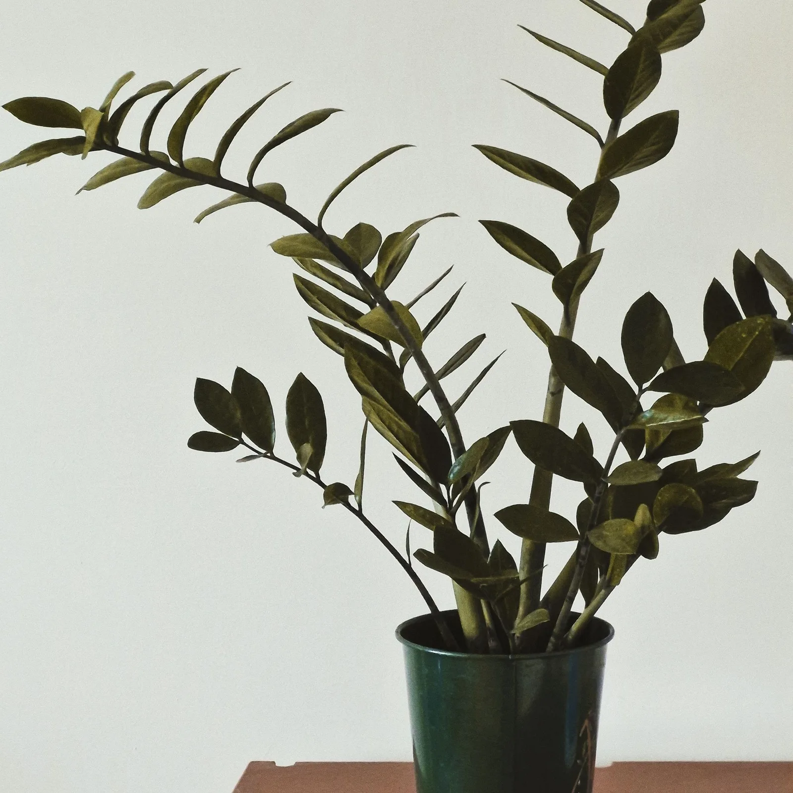 zz plant