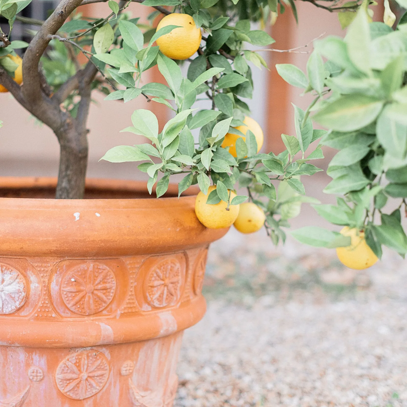 dwarf lemon tree