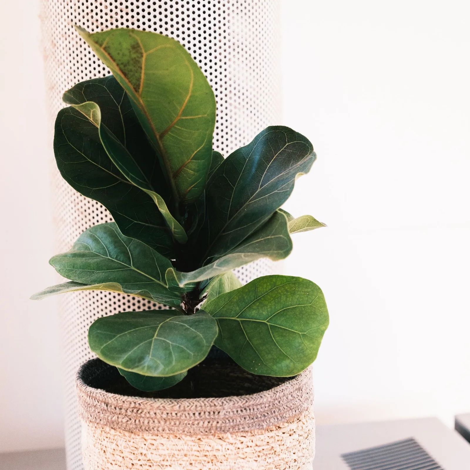 fiddle leaf fig
