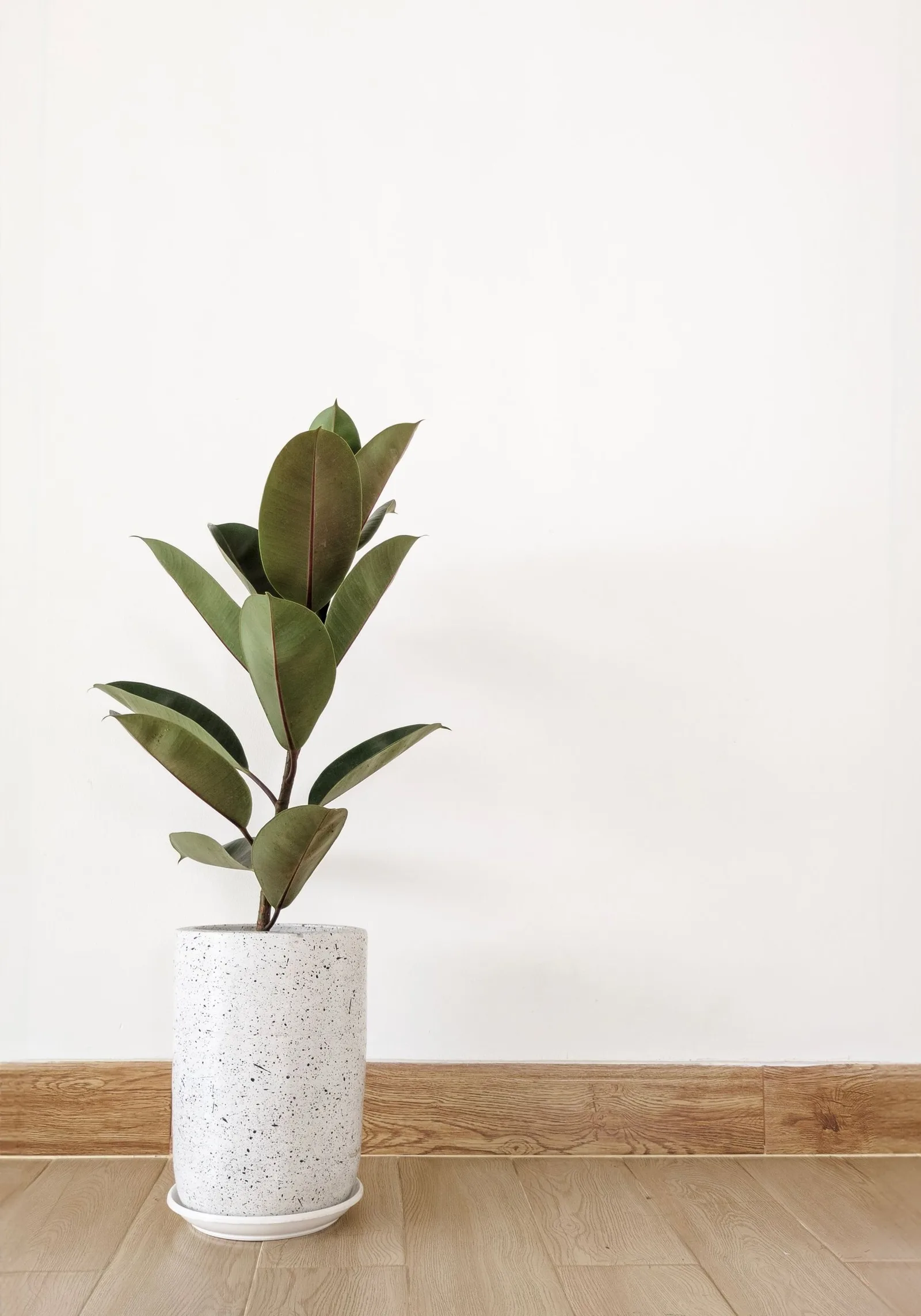 rubber plant