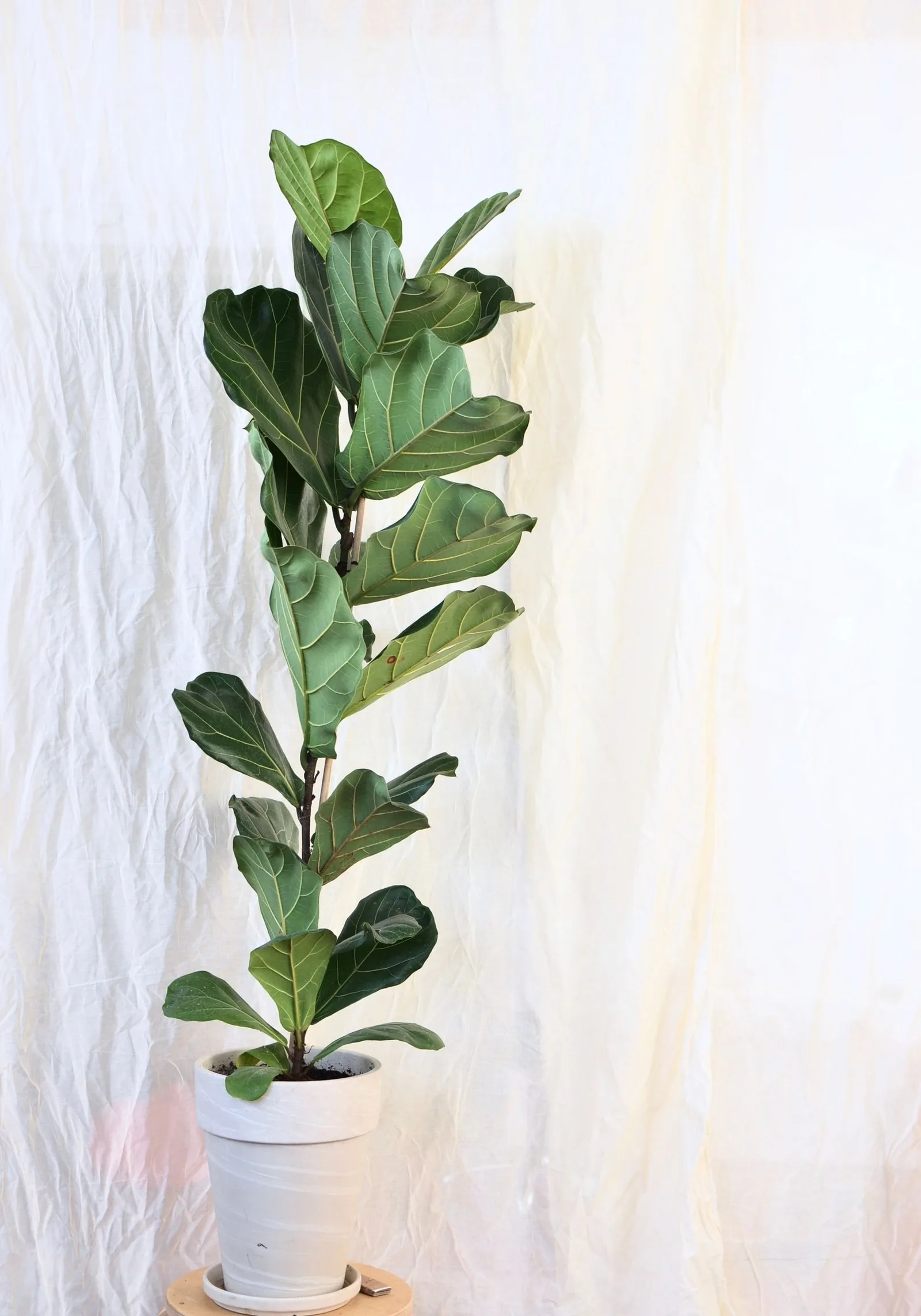 fiddle leaf fig