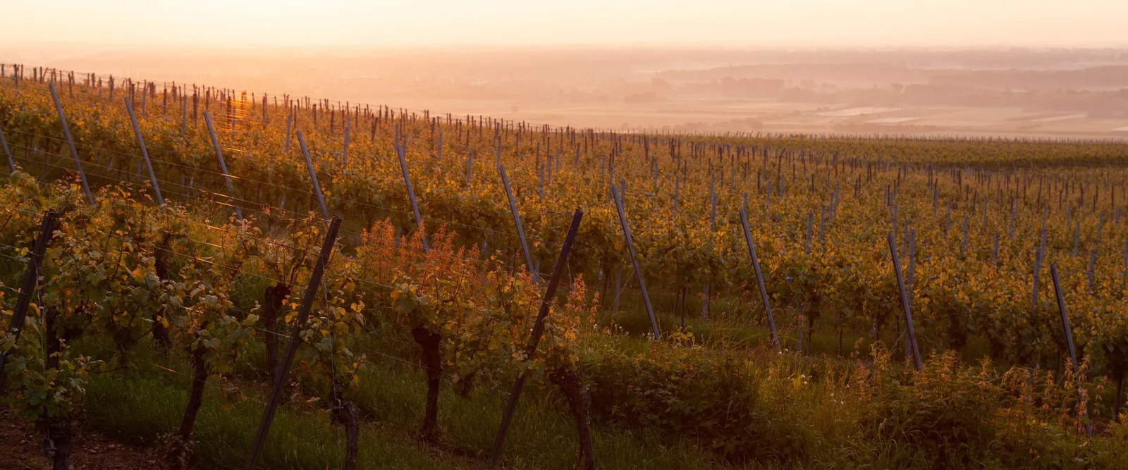 Harvest at the cellar door