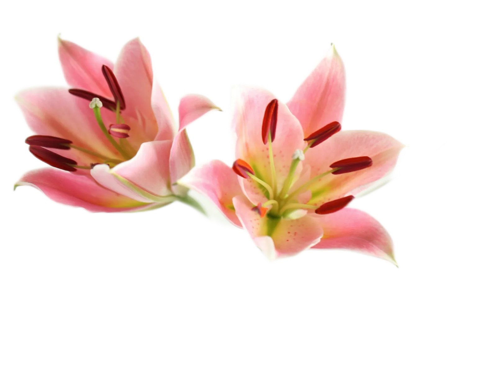 pink-lilies