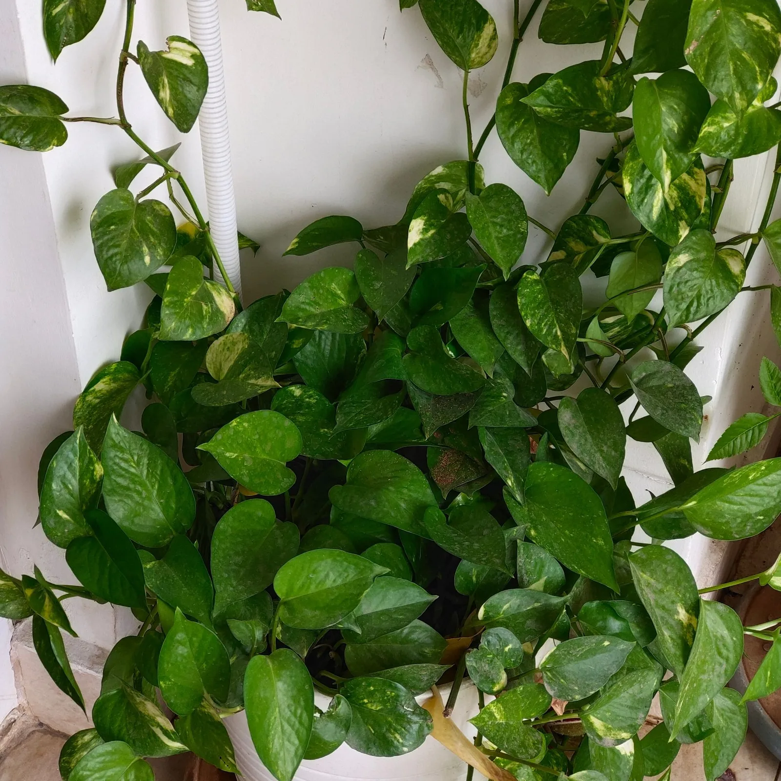 golden pothos