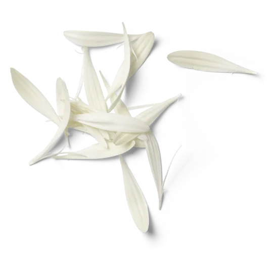 Jasmine flowers
