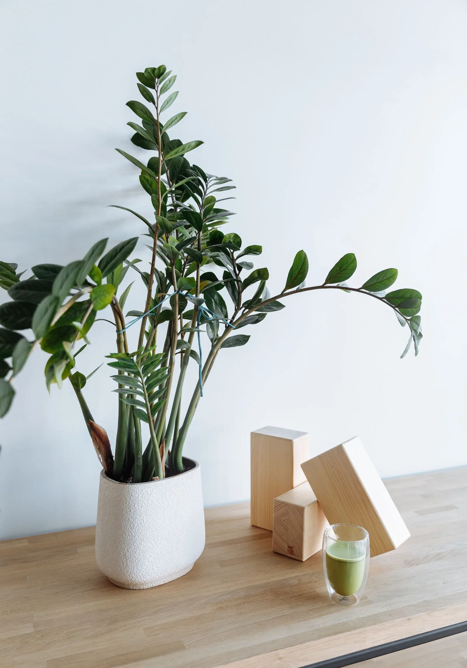 zz plant