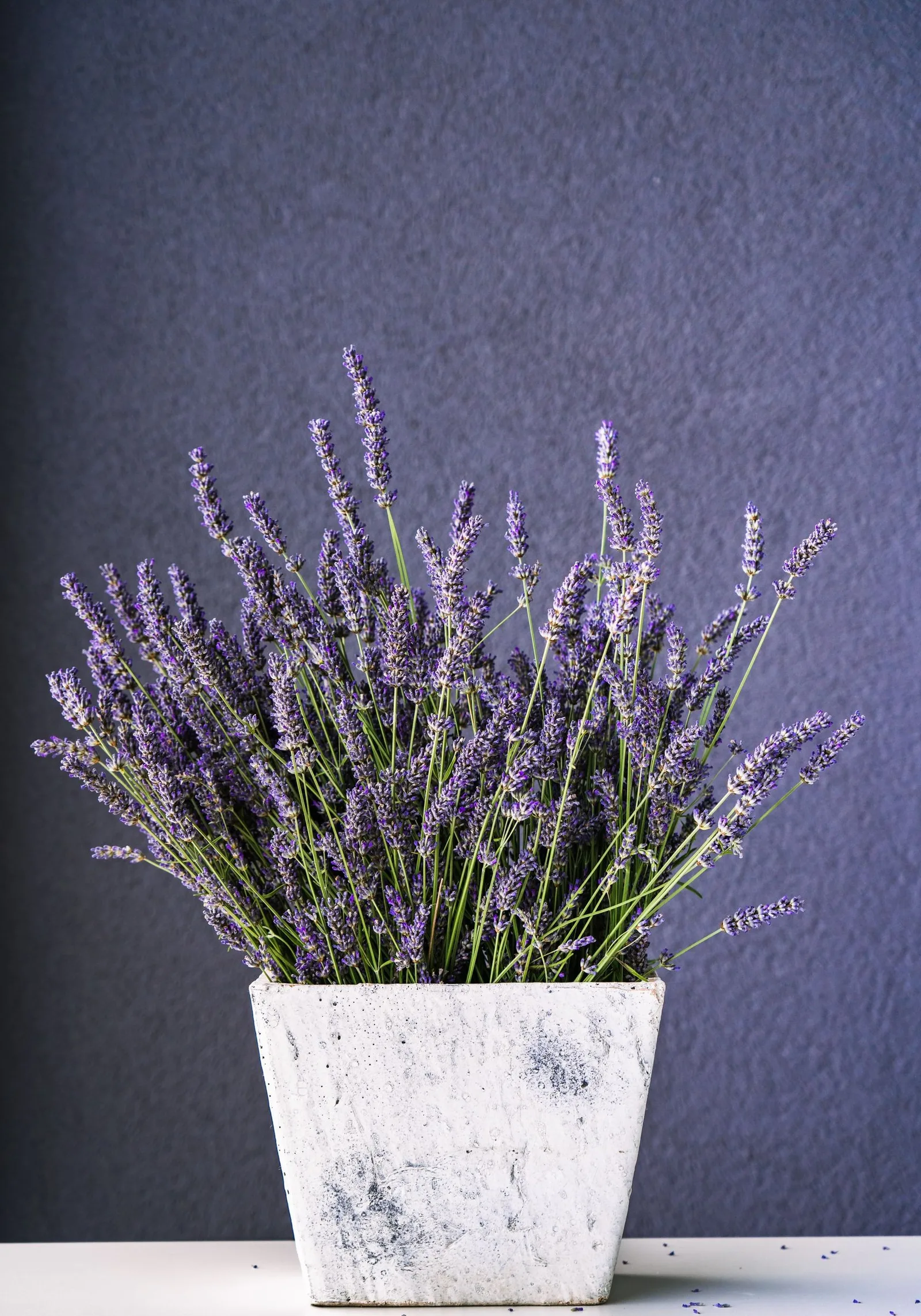 lavender