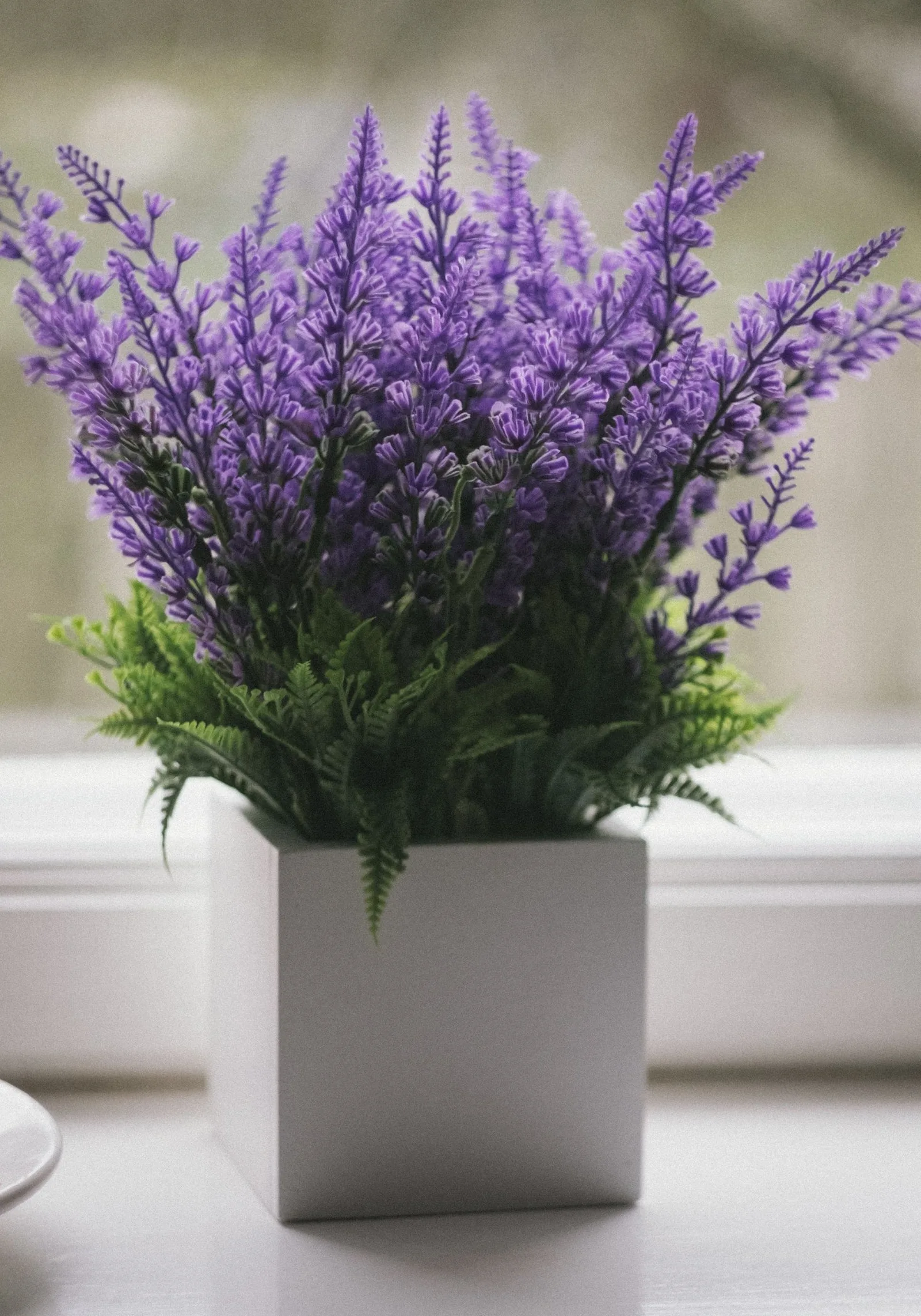 lavender