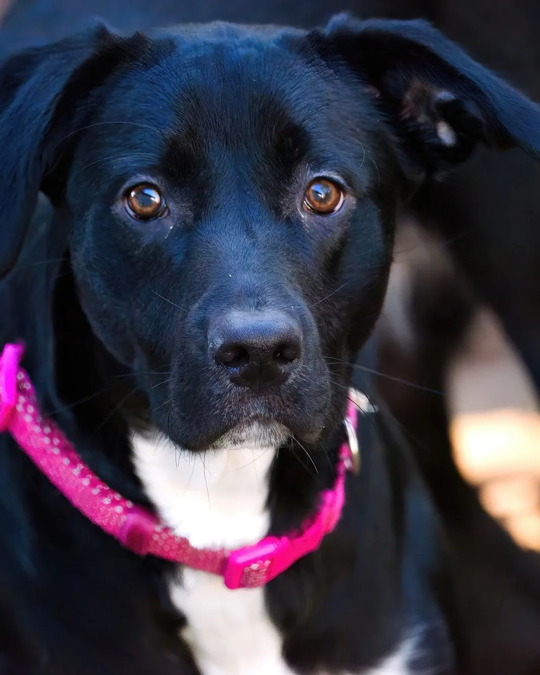 Black dog in a pink collar