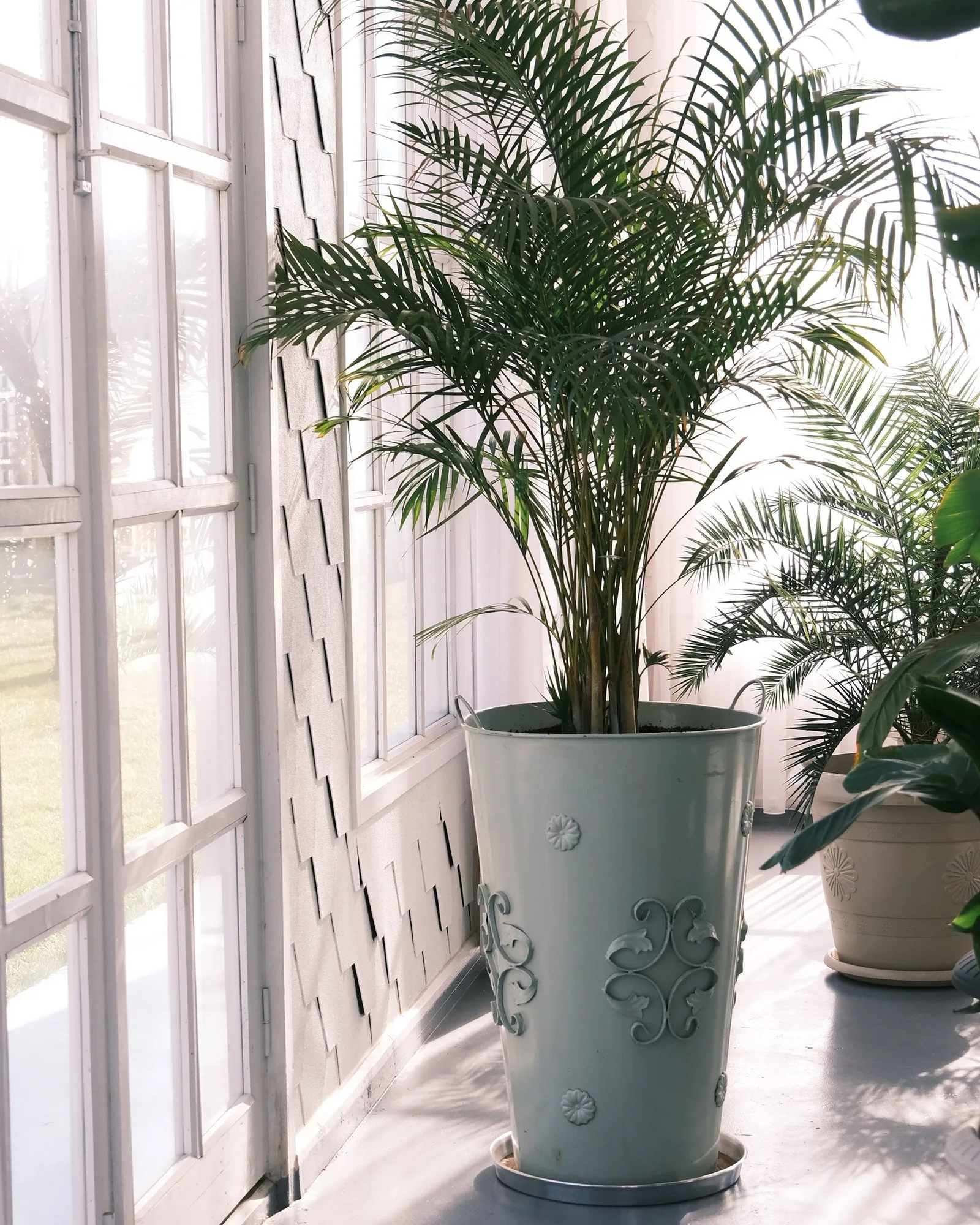 Monstera