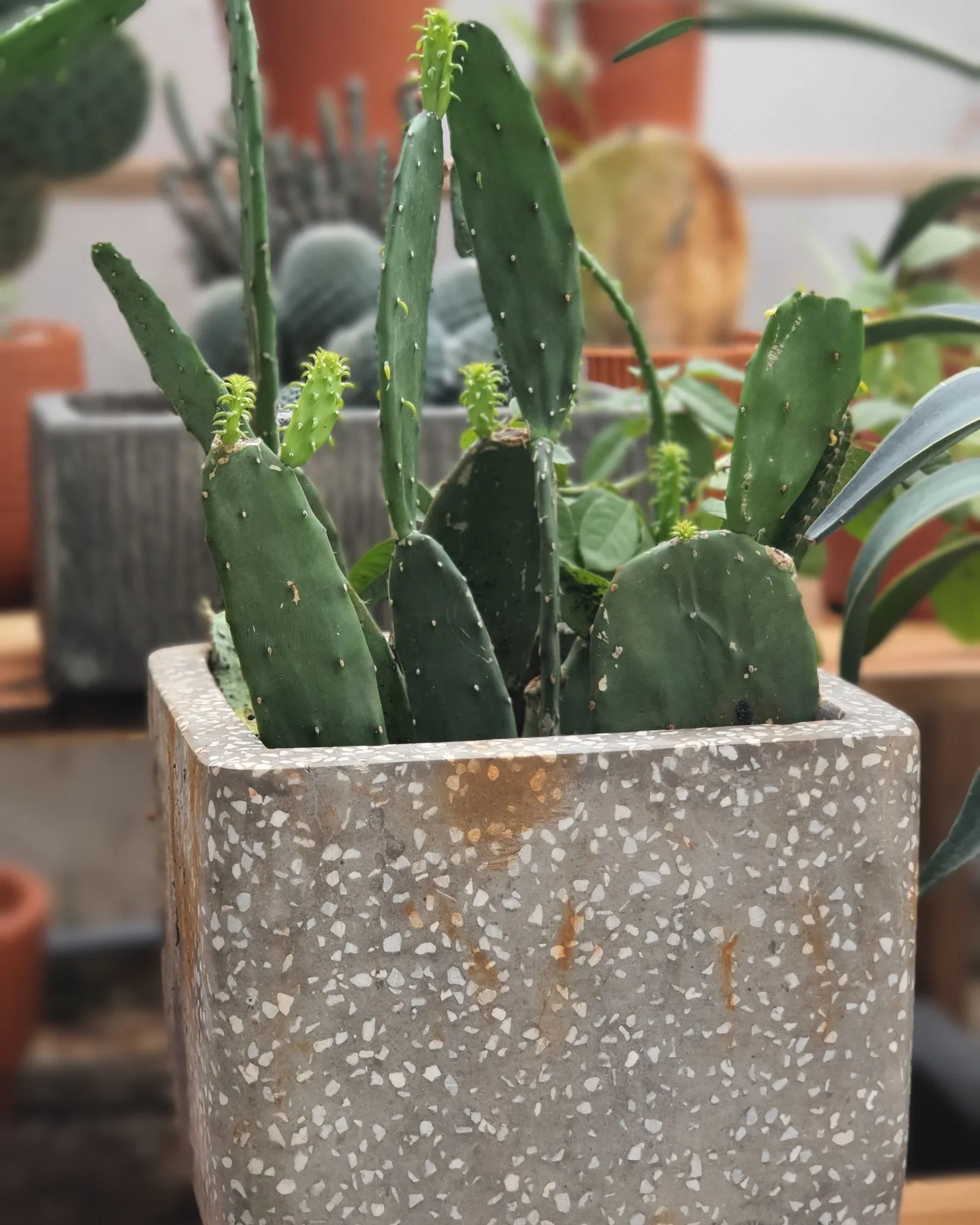 terrazzo planter
