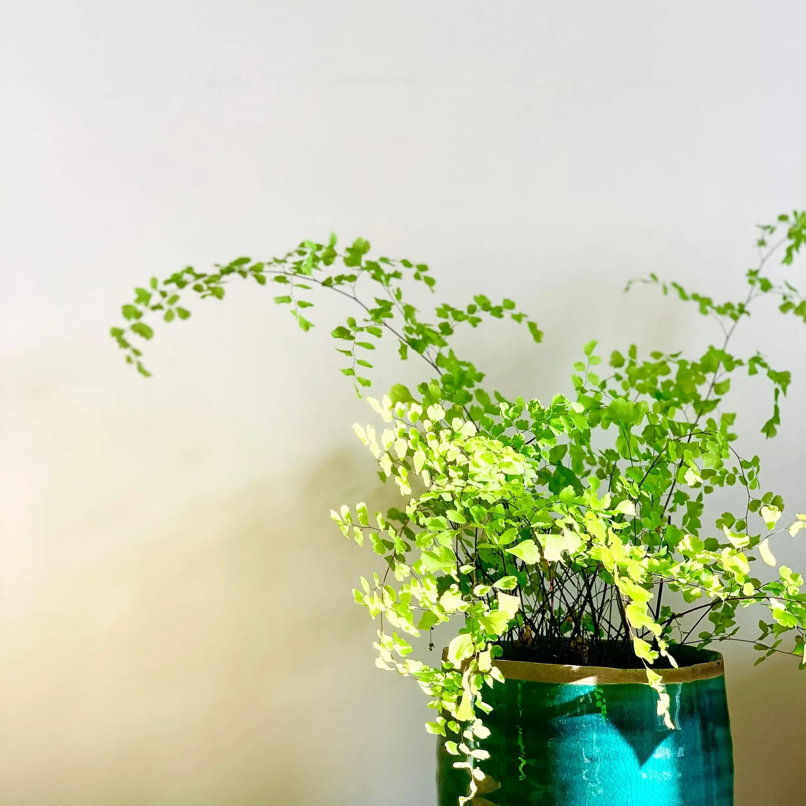 maidenhair fern