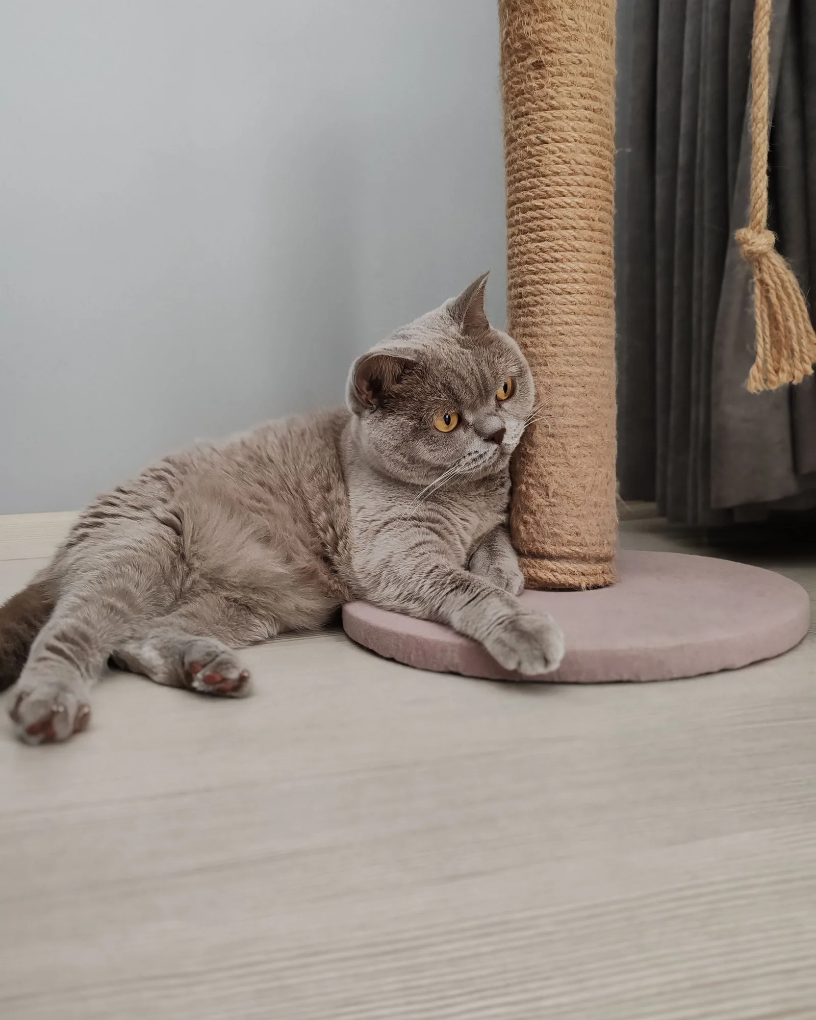 Grey cat by a sisal scratching post