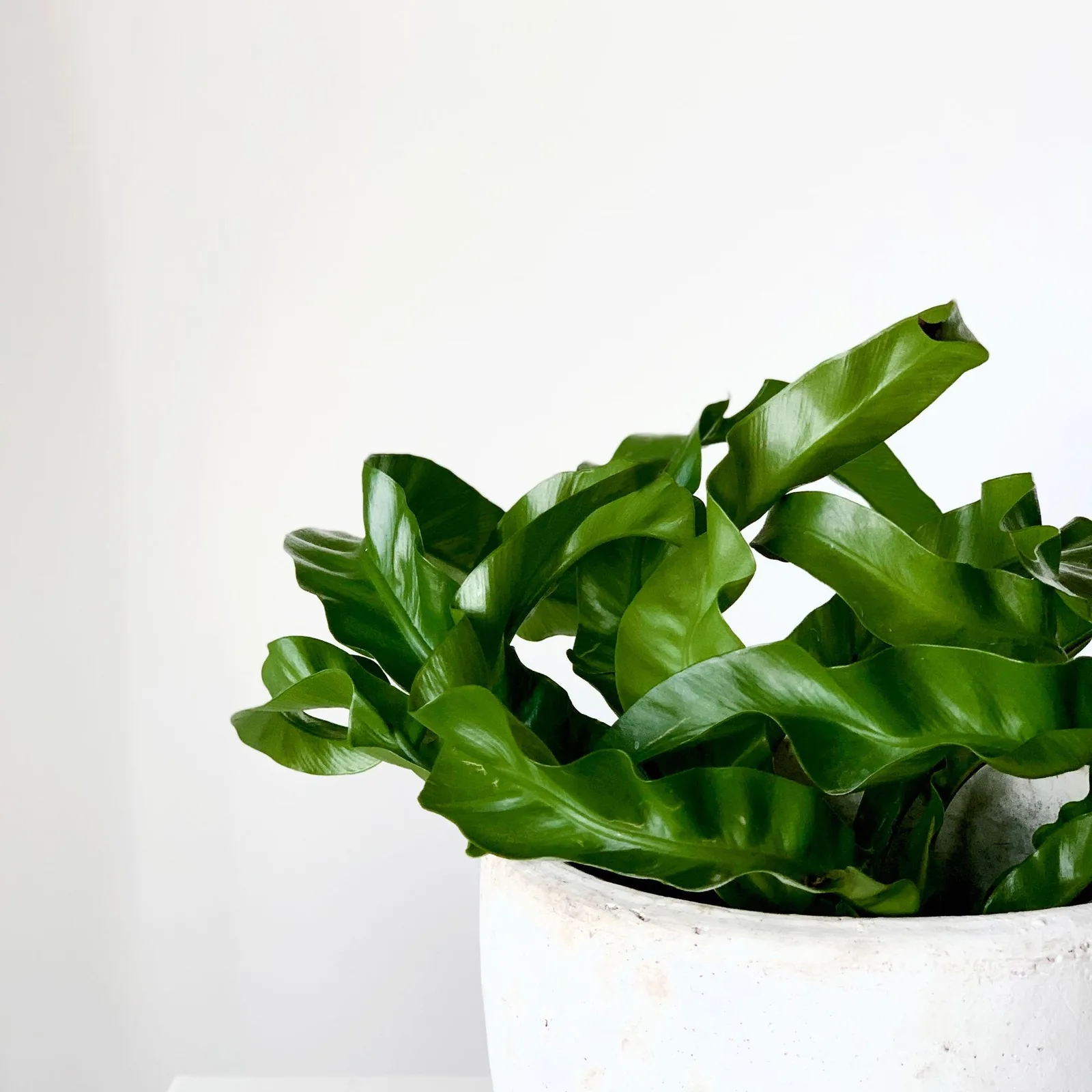 birds nest fern