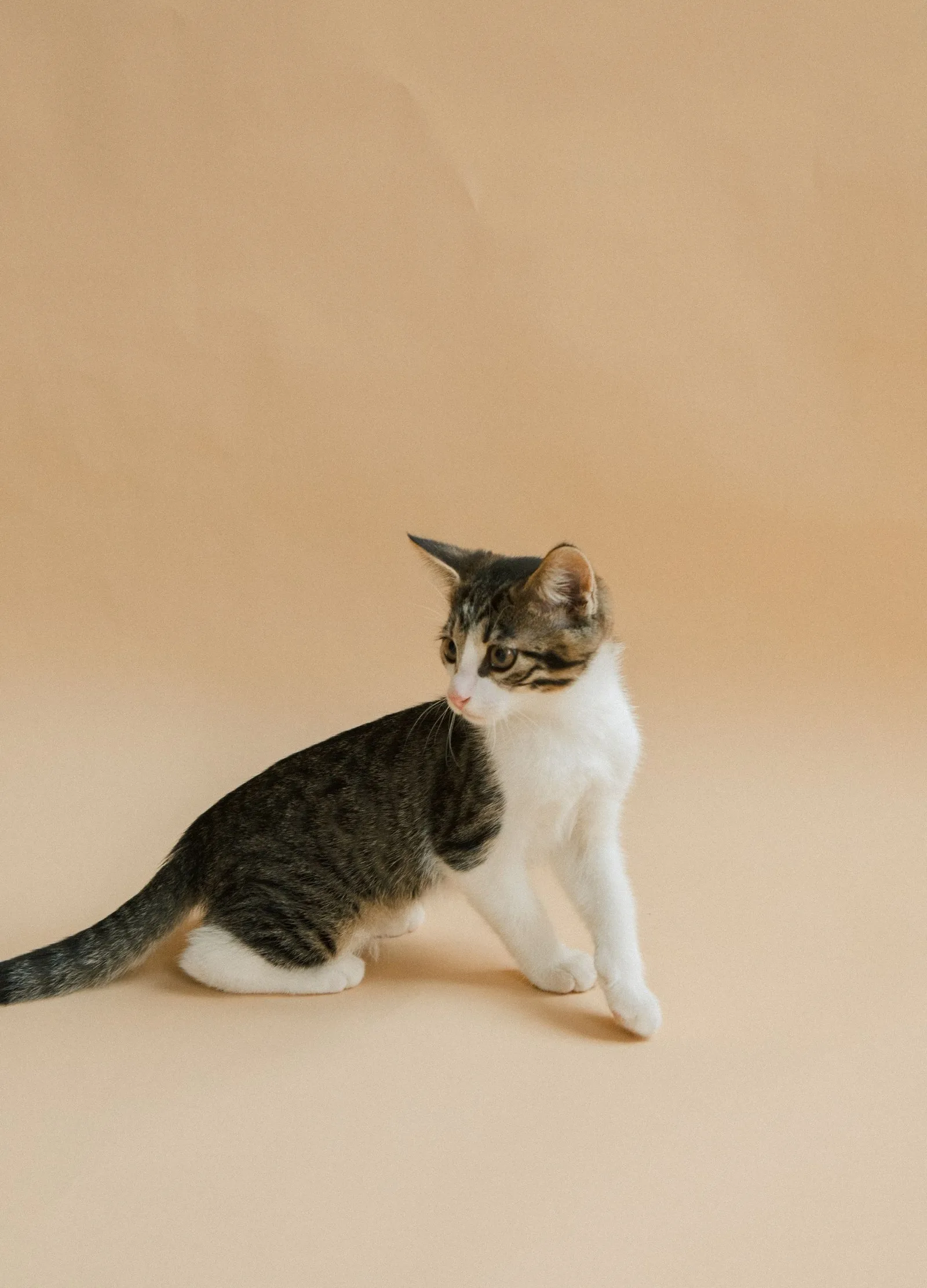For cats