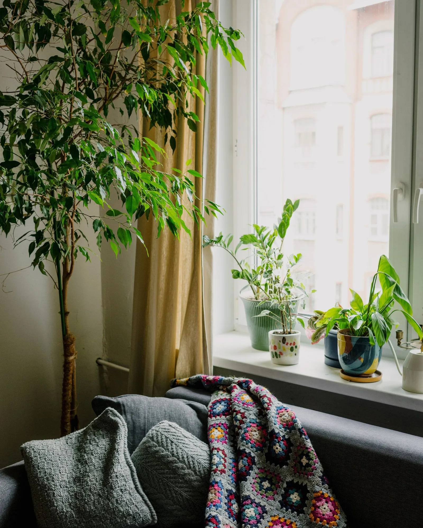 Ficus