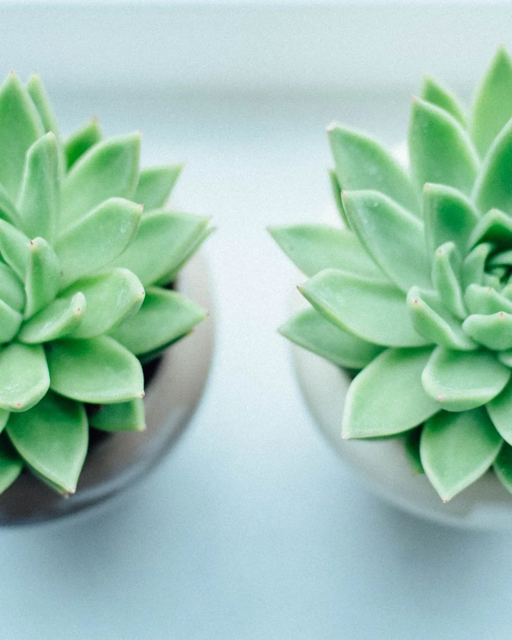 Succulents