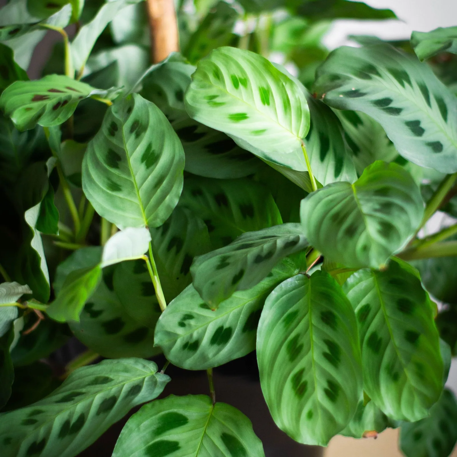 prayer plant