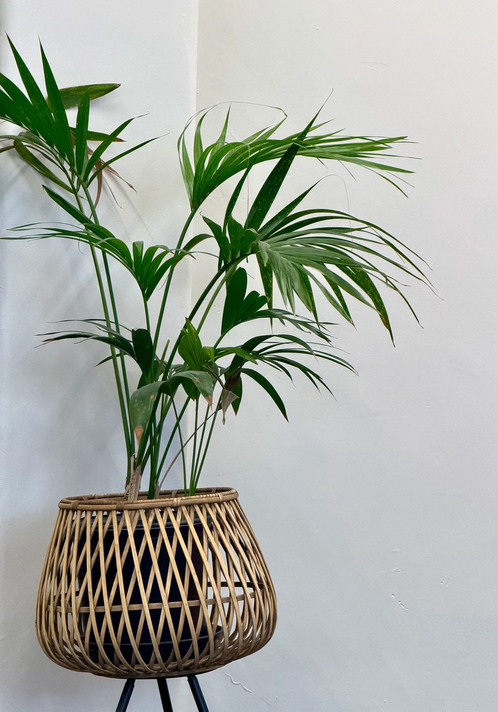 woven basket