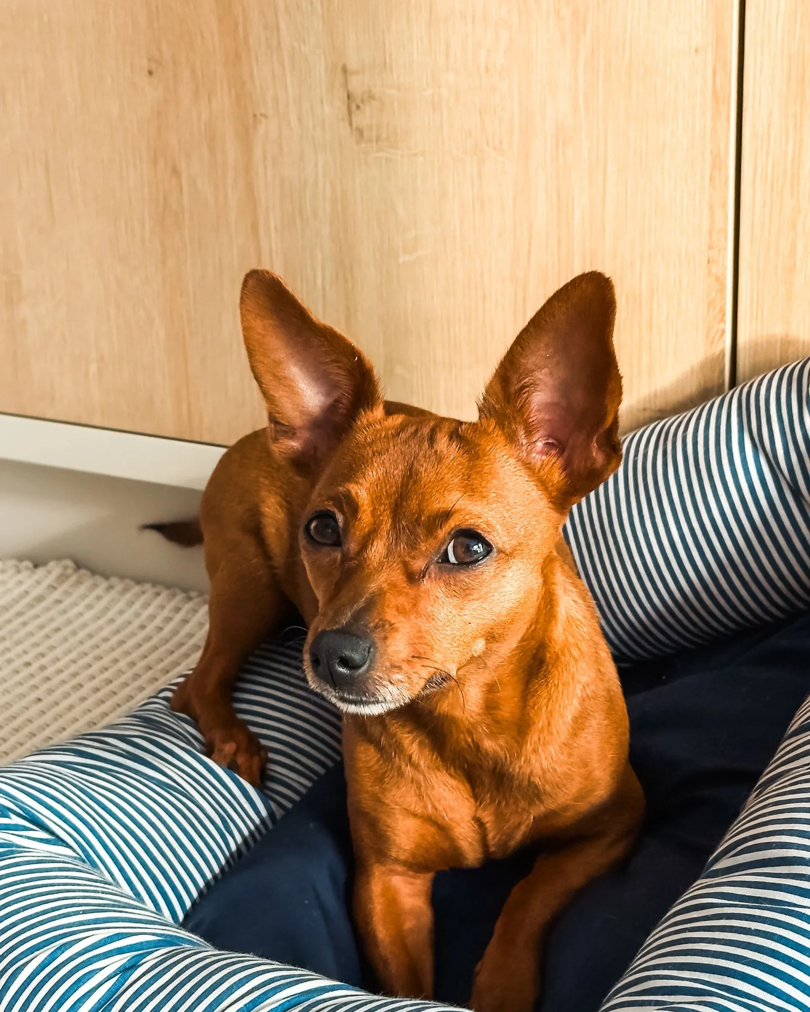 Small dog in a striped bed