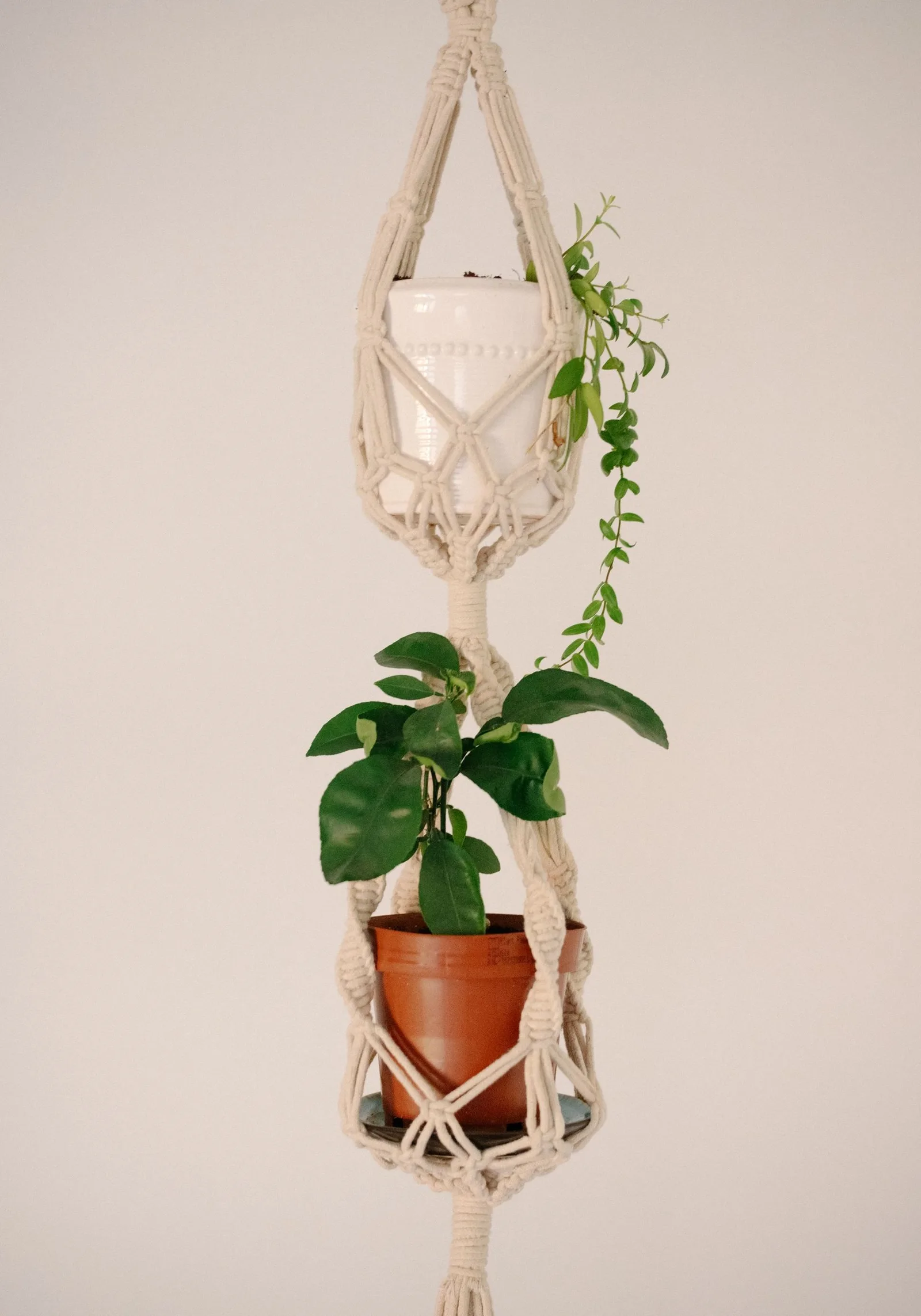 hanging planter