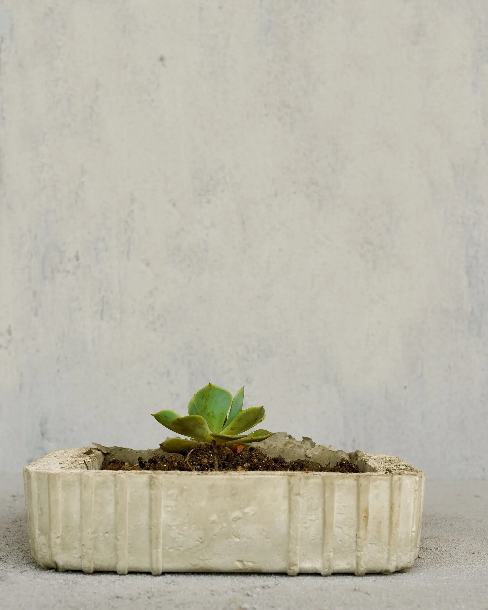 low concrete planter
