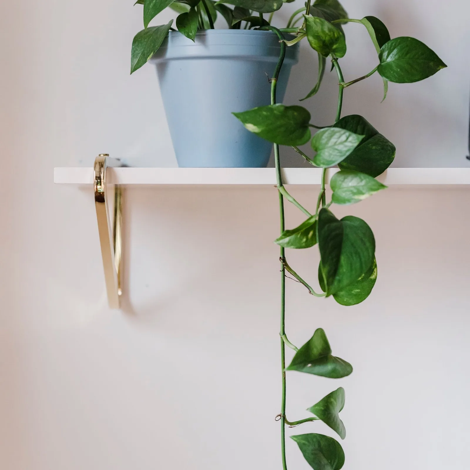 trailing scindapsus