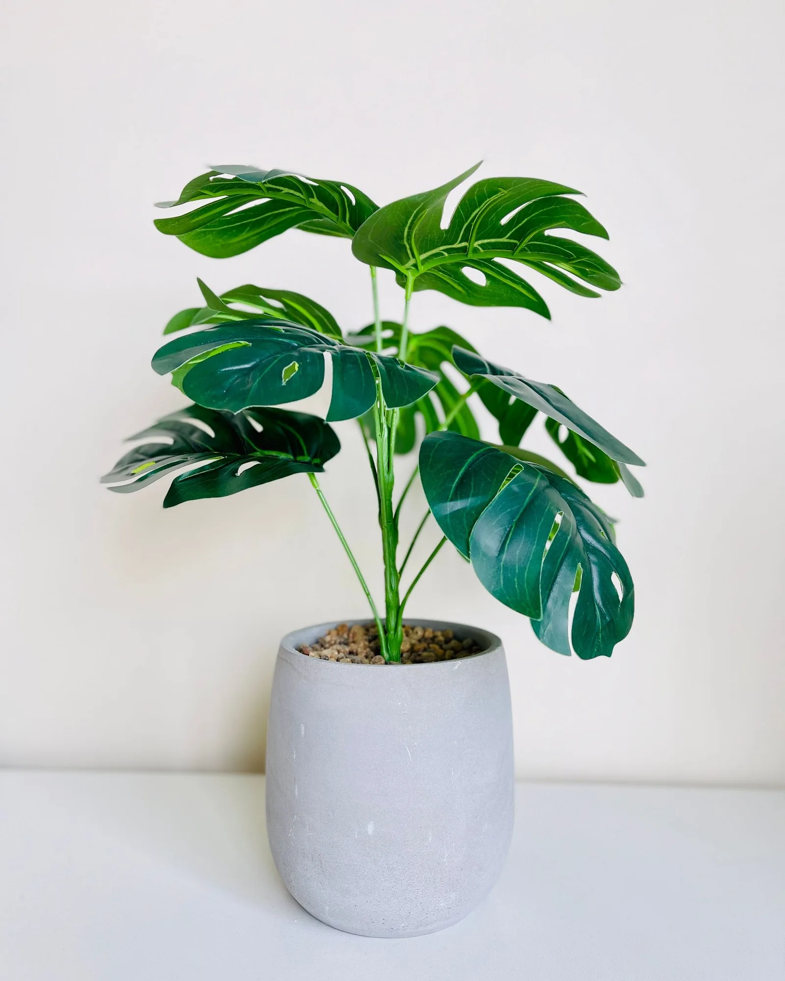Indoor plants
