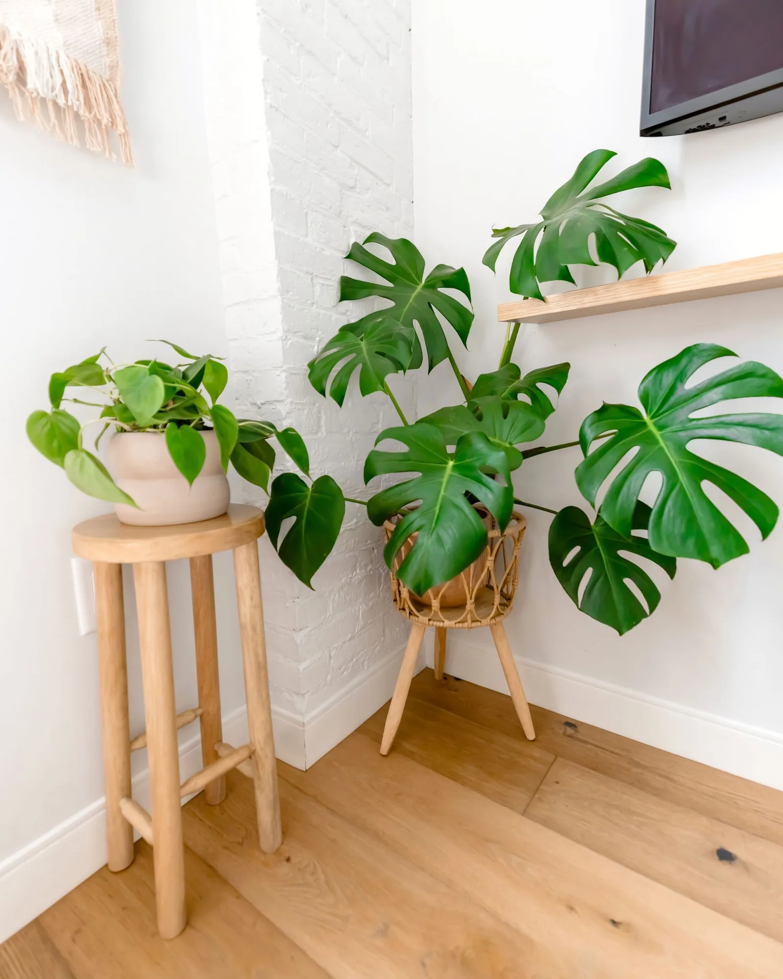 Indoor palms