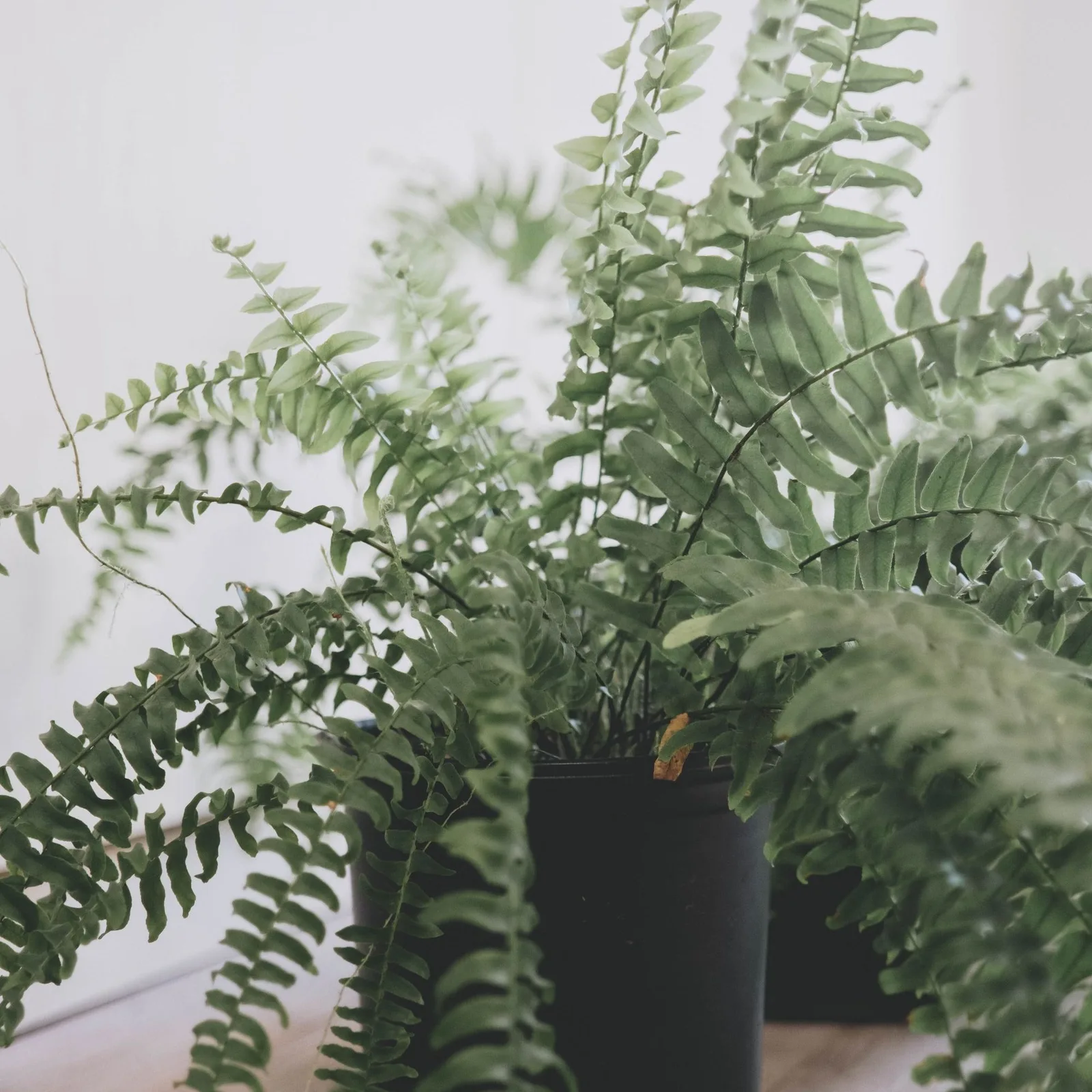 boston fern