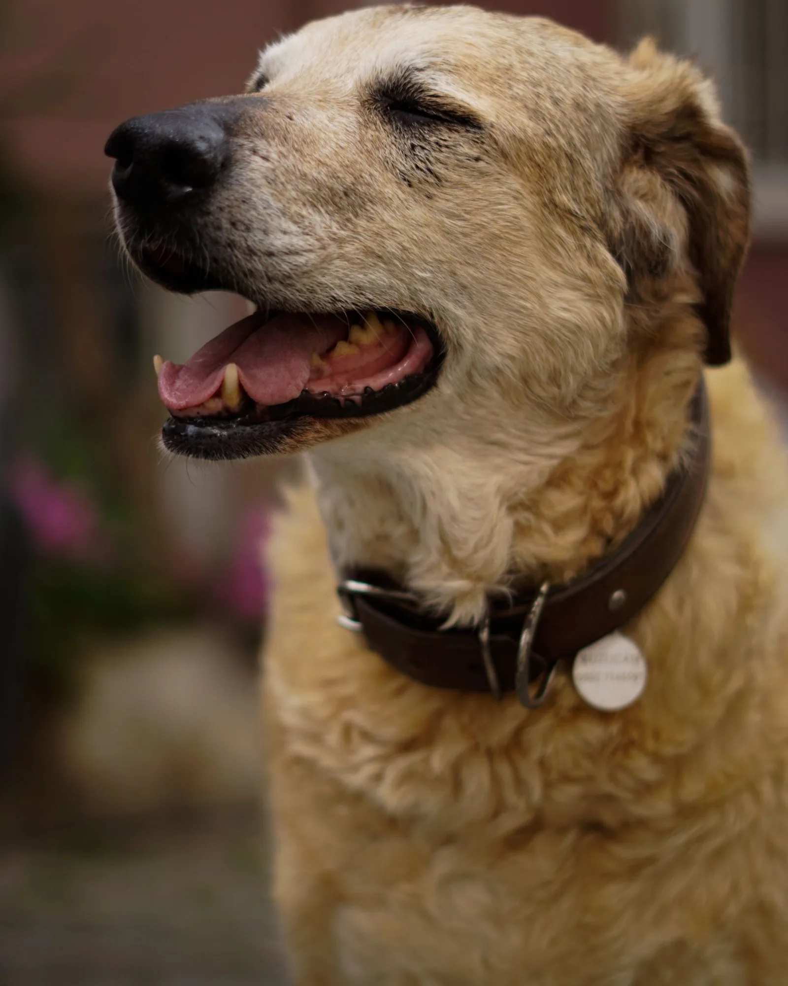 Dog wearing a leather collar