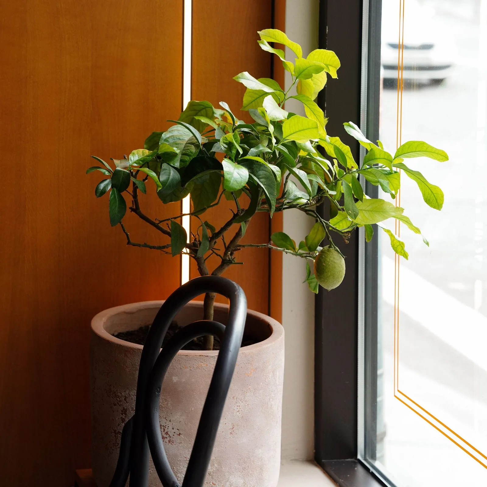 dwarf lemon tree